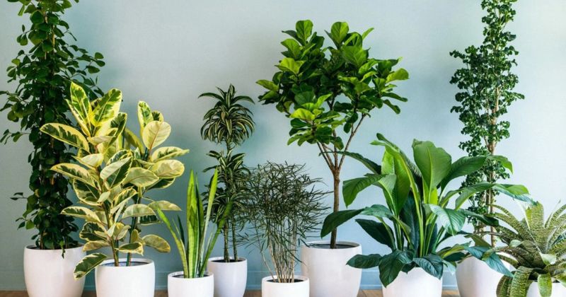 Cách Hóa Giải Các Cấm Kỵ Phong Thủy Khi Xây Nhà